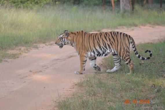 Tiger at Sundarbans National Park