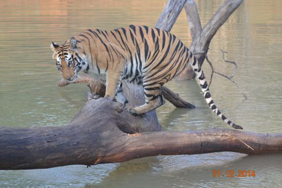 Tiger at Kaziranga National Park