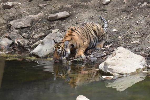 Tiger Safari, Rajasthan (India)