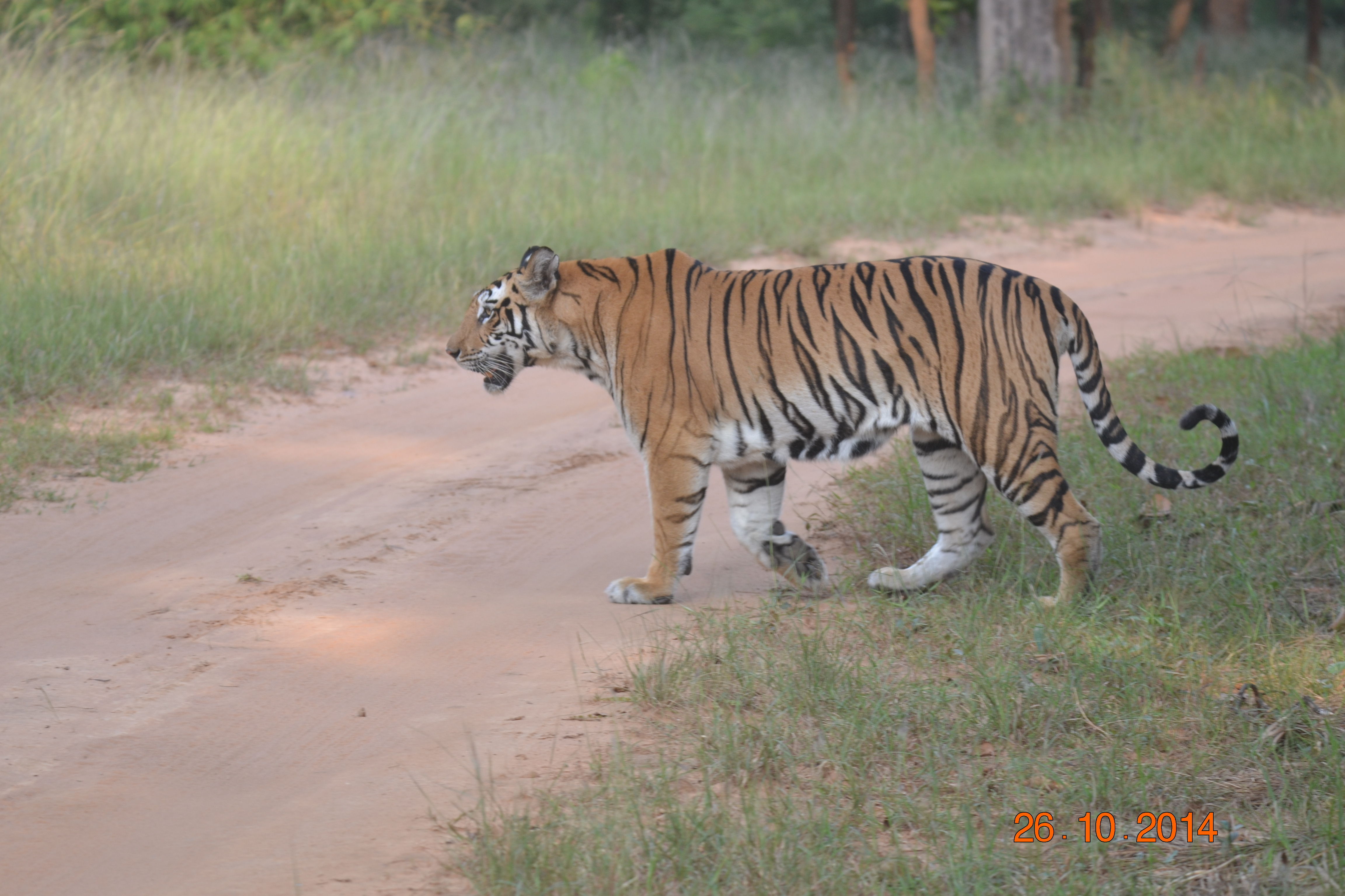 Tiger at Tadoba