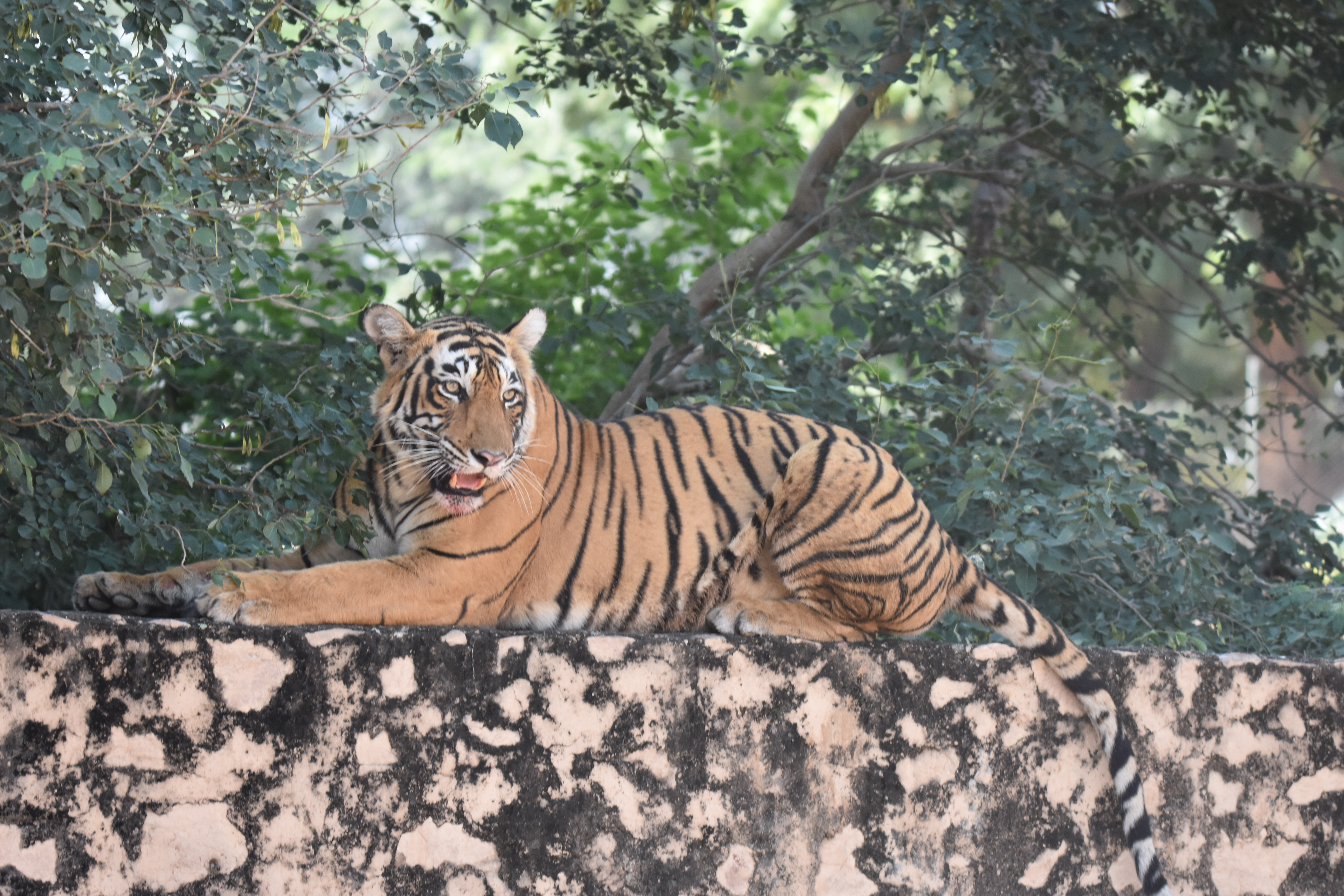 Tiger at Gir National Park
