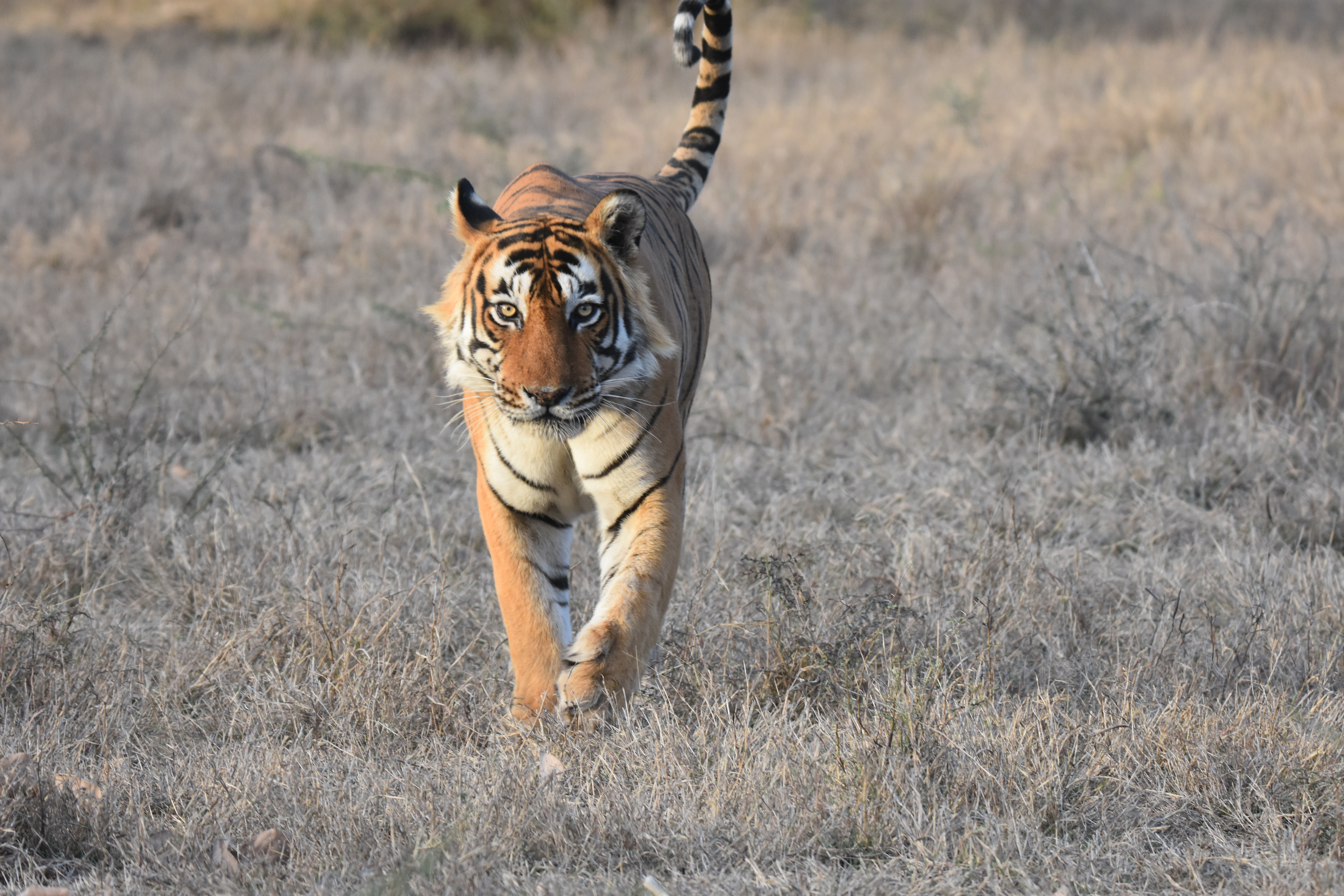 Tiger at Bandipur National Park