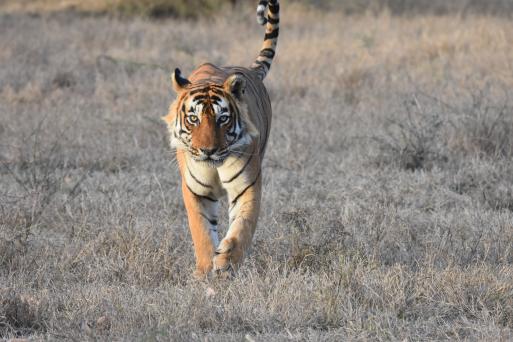 Kanha Tiger safari